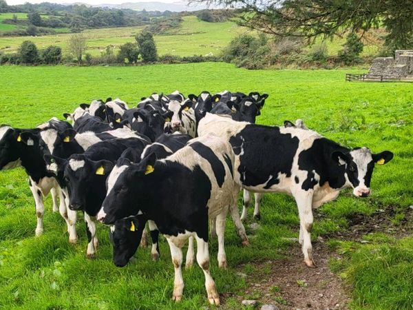 Pedigree friesan heifer weanlings - Main image