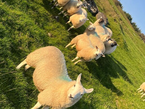 Hilltex organic ewe lambs - Main image