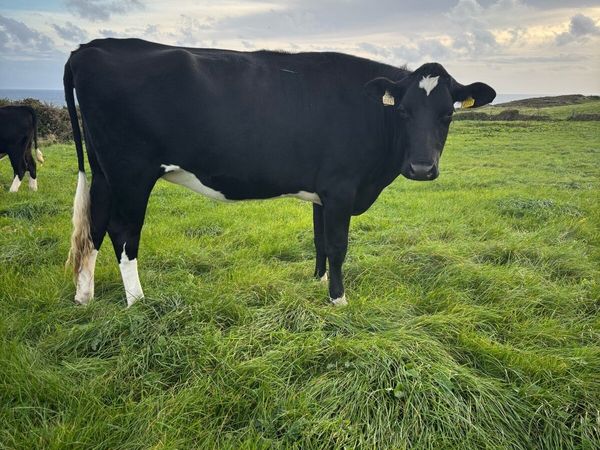 In calf Friesian heifer - Main image