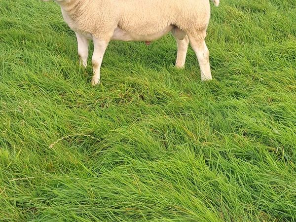5 texal rams - Main image