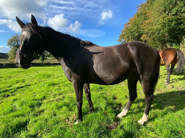 TB Broodmare - Main image