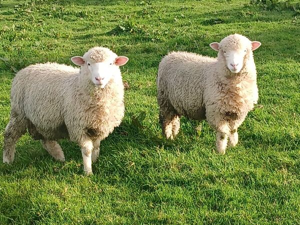 PBNR Dorset rams - Main image