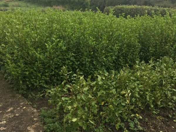 Griselinia for Sale North Kerry €1.50 - Main image