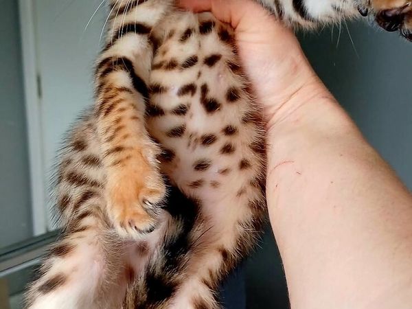 Amazing Purebred Bengal kittens - Main image