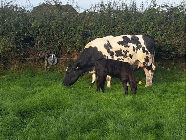 2 Second Calved Cows - Main image