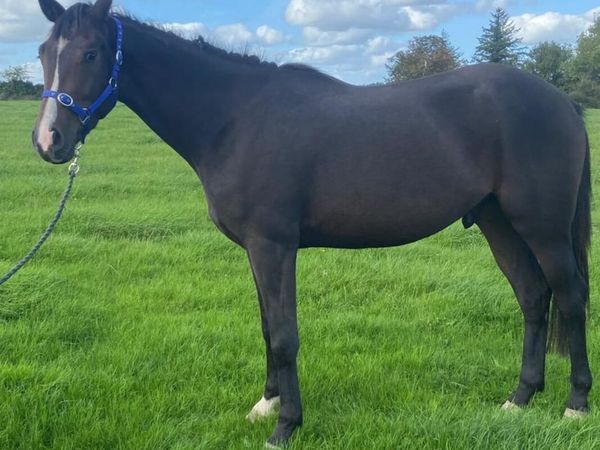 3Y0 IAM W gelding - Main image