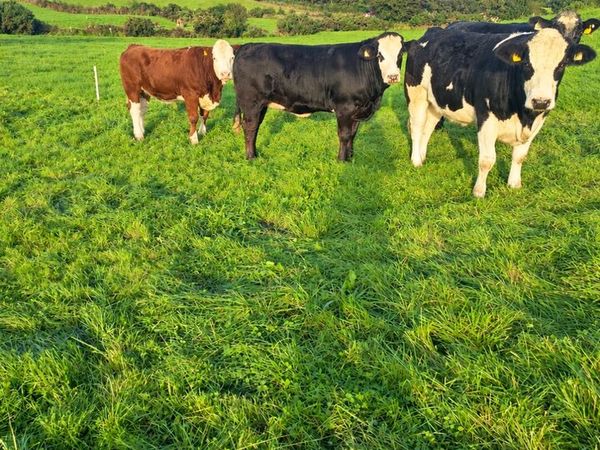 Simmental breeding heifers Ballymote mart - Main image
