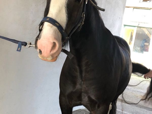 Riding Cob - Main image