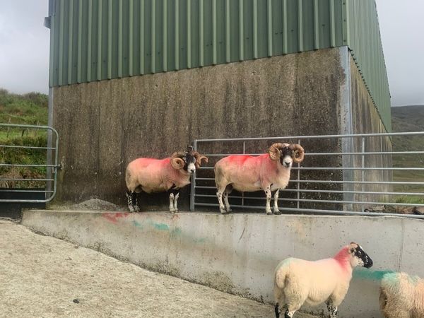 Rams - Main image