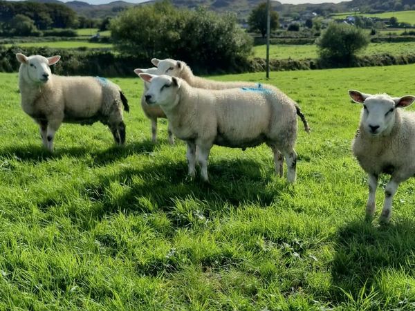 Store or breeding Lambs for sale. - Main image