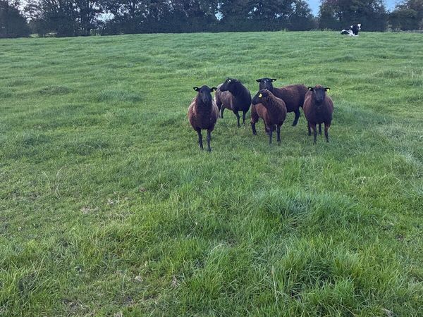 Ewe hoggets - Main image