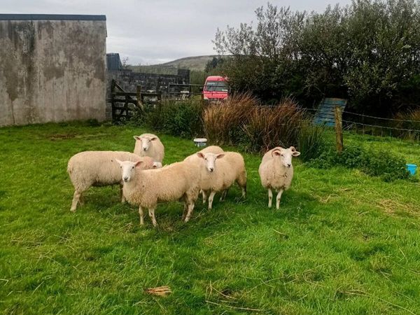 6 Ewe Lambs for sale - Main image