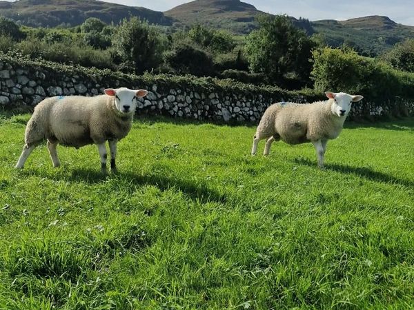 Store or breeding Lambs for sale. - Main image