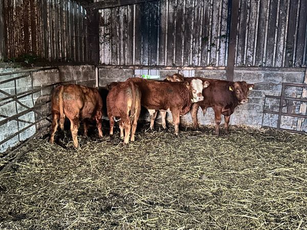 5 Smashing Limousin Bulls - Main image