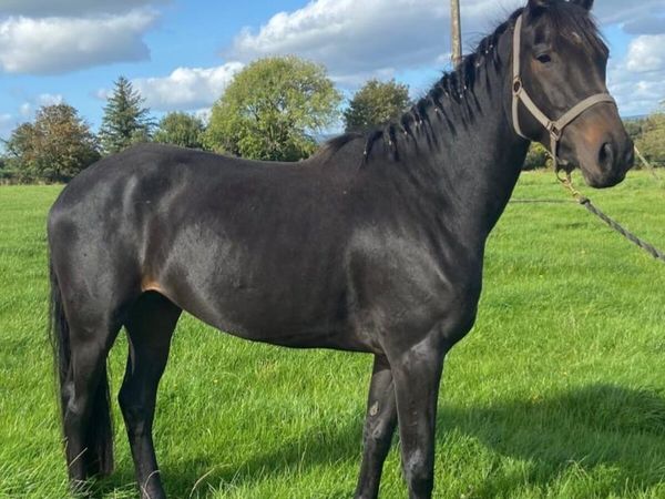 3Y0 Watervalley Cool diamond filly - Main image