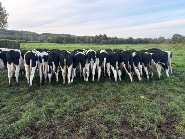 32 FR bull weanlings - Main image