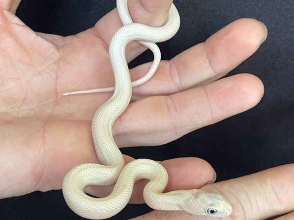 Leucistic Texas rat snakes - Main image