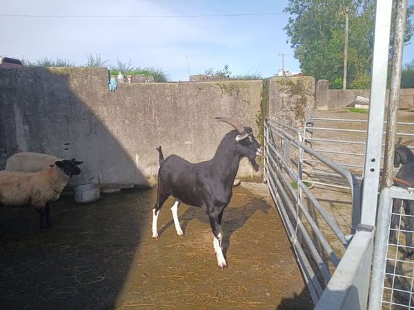 Goats for sale - Main image