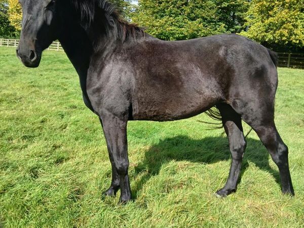 3 year old filly - Main image