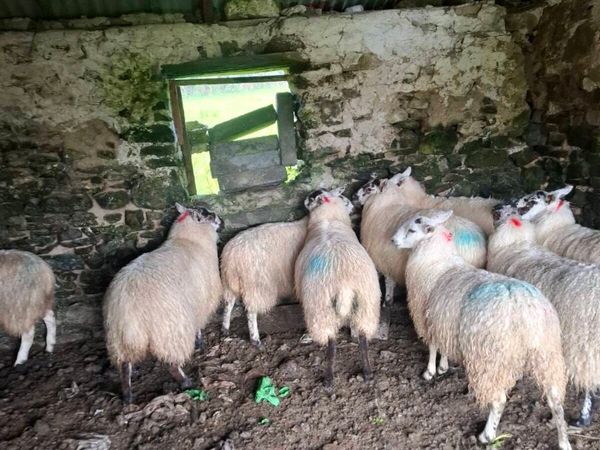 10 mules lambs - Main image