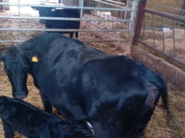 Angus cow and Angus bull calf - Main image
