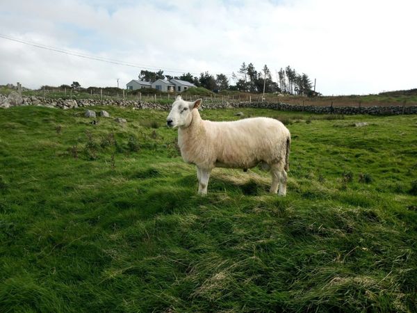 Cheviot Ram - Main image