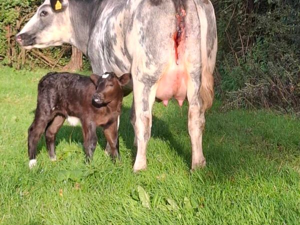 5 ☆ first calver, limousine bull calf at foot - Main image