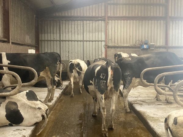 Quality Autumn & Spring Calving Dairy Herd. - Main image