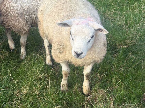 Pbnr Texel ram lamb - Main image