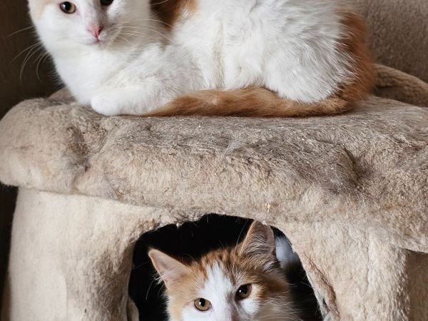 Ginger kittens - Main image