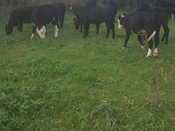 Weanling heifers - Main image
