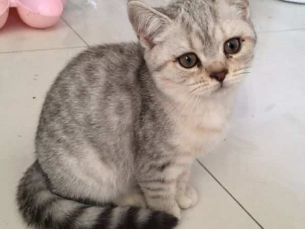 British Shorthair kitten - Main image