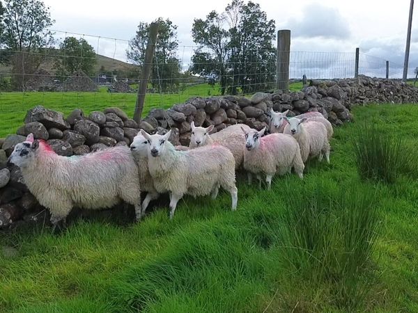 Cheviot x ewe lambs - Main image