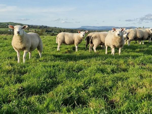 Texel Pure breed Rams for sale in Sligo for €1 on DoneDeal