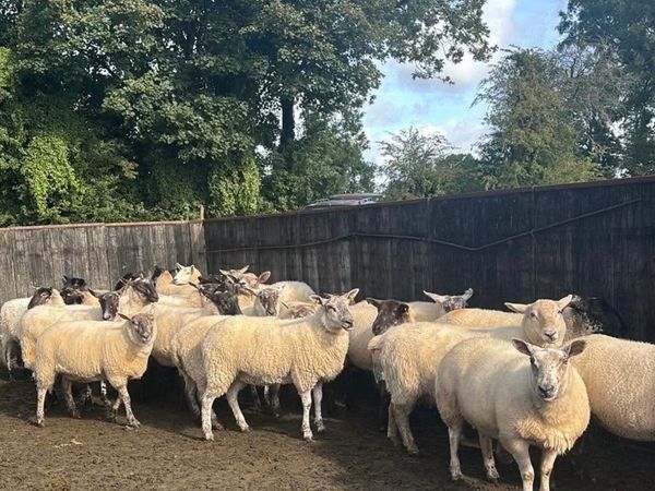 60 Hogget ewes mostly Suffolk cross - Main image