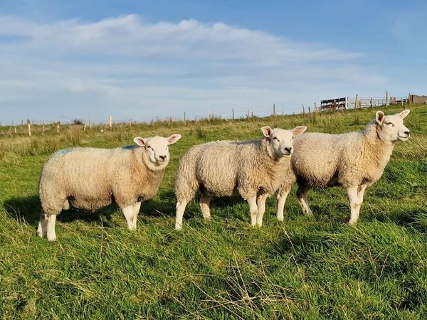 Texel Pure breed Rams - Main image