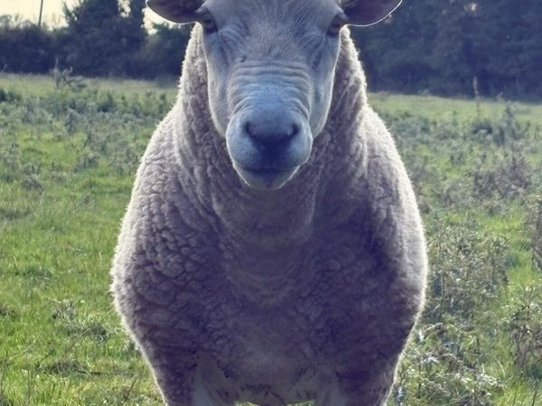 PB Lleyn ram - Main image
