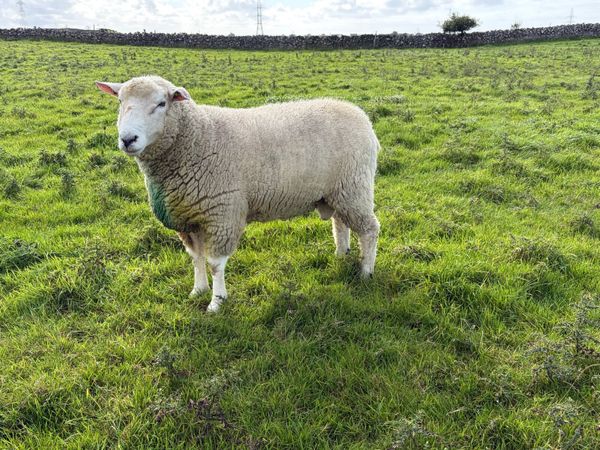 SIS Galway Ram - Main image