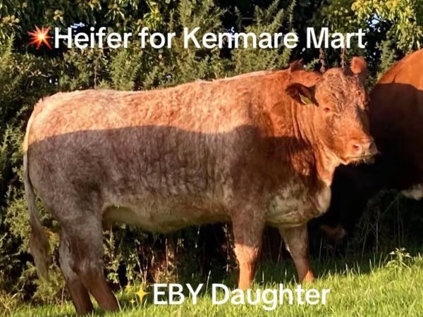 🐄In calf heifers 🐄 - Main image