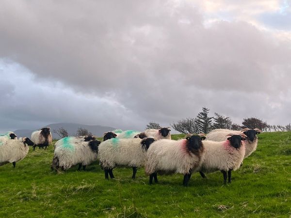 15 Mountain Ewe Lambs - Main image