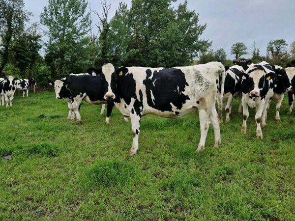 20 incalf heifers - Main image