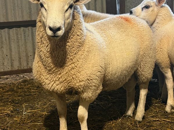 Lleyn Ram Lambs PBNR - Main image