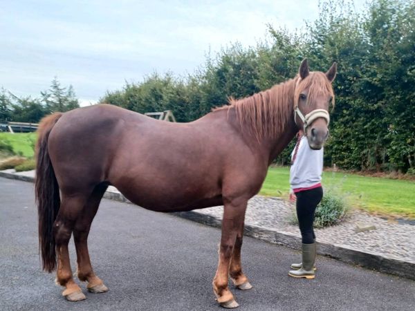 Class 1 Chestnut Connemara Mare - Main image
