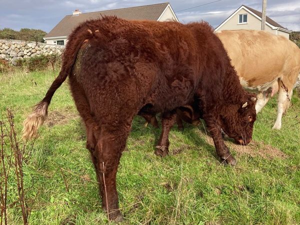Pedigree Saler Bull - Main image