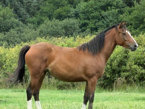 Beautiful pony - Main image