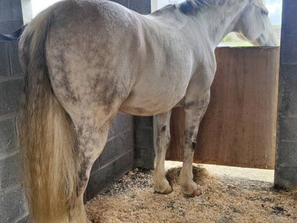 Livery | Stable + Field for Rent - Main image
