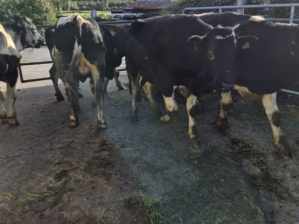 14 home bred friesian bulls for sale - Main image