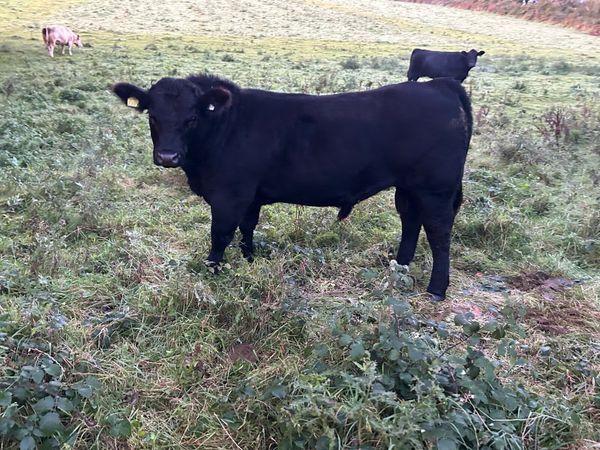 Pedigree Angus bull - Main image