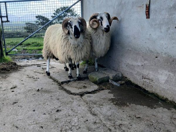 Scotch hogget rams - Main image