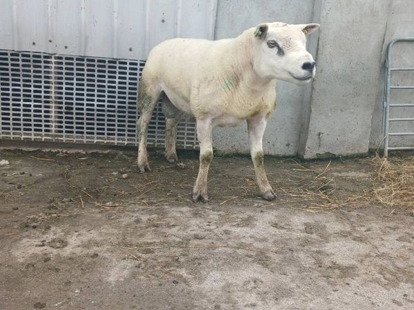 2 year old pidgree texel ram - Main image